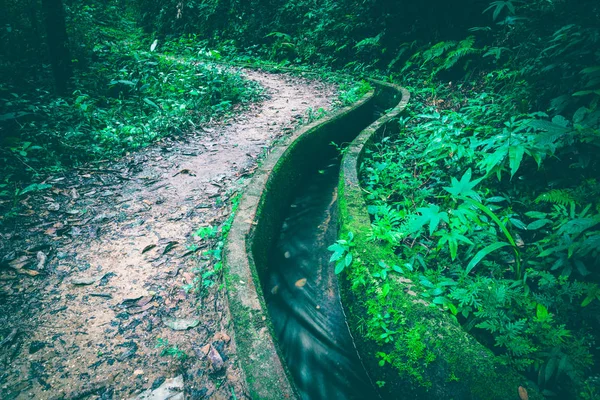 Шпалери коридори природні дренажні канави. тропічний Таїланд — стокове фото