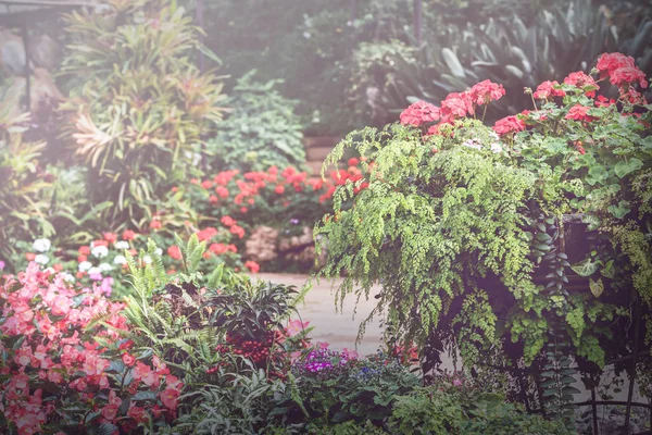 Arka plan doğal peyzaj parkları.çiçek bahçesi. Tayland chiangmai doi-angkhang