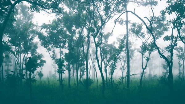 Wallpaper sfondo giardino parco all'aperto Nel Mist.thailand foreste tropicali. Turismo nella natura della foresta pluviale. Viaggia rilassati. Travel touch nebbia In montagna, viaggi Thailandia, campagna . — Foto Stock