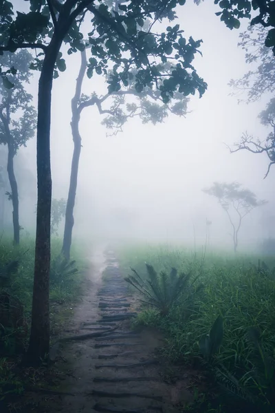Wallpaper background garden park outdoor In the Mist.thailand Tropical forests. travel nature. Travel relax. Travel touch fog On mountain Rainy season travel.