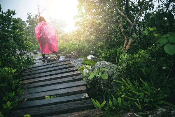 Asijské ženy cestují. Ranní atmosféra lesy. v deštivé sezóně v lese. puhinrongkla, cestování Deštivá sezóna, cestování, cestování relaxace, cestování Thajsko. — Stock fotografie