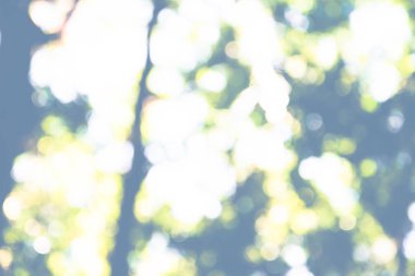 arka plan hareketi parkta doğal ve hafif arka plan bulanıklık. ağaç, Bokeh, doğa.