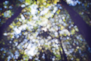 arka plan hareketi parkta doğal ve hafif arka plan bulanıklık. ağaç, Bokeh, doğa.