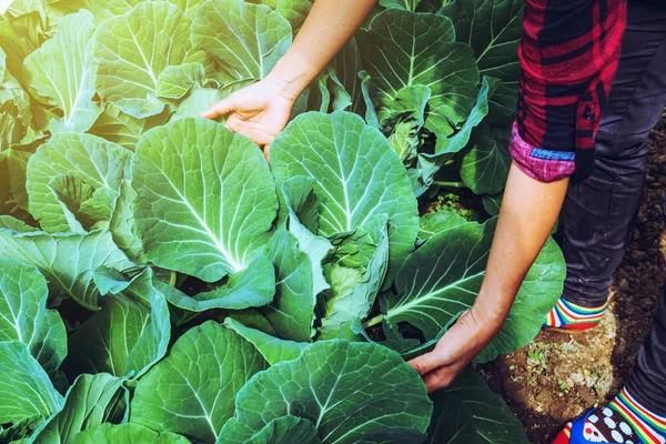 gardener woman asian. Caring for Vegetable Cabbage In the garden