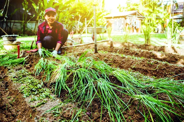 Woman asia plant vegetables gardening at The backyard. Women asi
