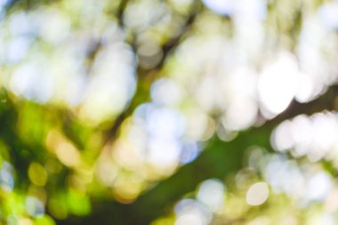 parkta arka plan bulanık doğal ve hafif arkaplan.