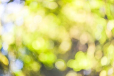 parkta arka plan bulanık doğal ve hafif arkaplan.