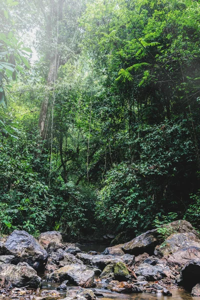 Paisaje rural.Bosque en los trópicos Durante la temporada de lluvias. Asia tropical Tailandia — Foto de Stock