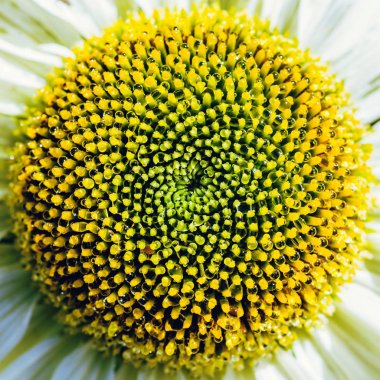 arka plan doğa Çiçek Osteospermum. Beyaz çiçekler. polen sarı çiğ var. Tam kare