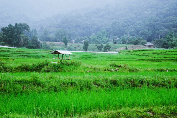 Podróże charakter Travel Relax. krajobraz pola ryżowego zielony. w porze deszczowej w Chiang Mai, w Tajlandii. — Zdjęcie stockowe