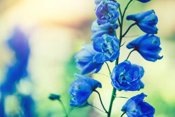 Fond nature Fleur delphinium. fleurs bleues. flou de fond — Photo