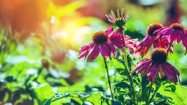 Fond nature Fleur Osteospermum. fleurs violettes. ont la rosée sur le pollen. Cadre complet. Flou de fond — Photo