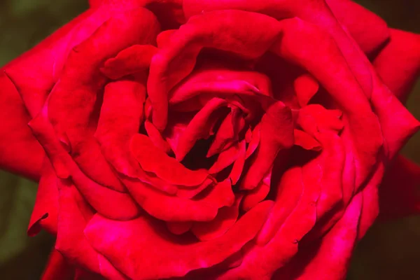 Hintergrund Natur Blume Valentin. Rote Rose volle Blüte — Stockfoto