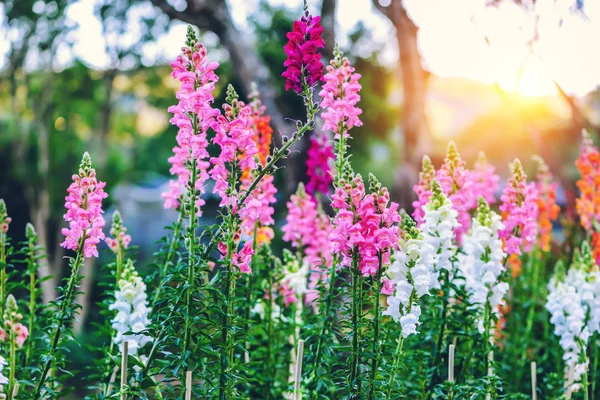 Fond nature Fleur Antirrhinum.Snap dragon (Antirrhinum majus) floraison dans le jardin — Photo