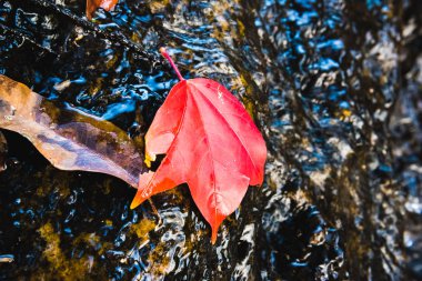 Doğal arka plan. Akçaağaç Yaprağı bir şelalede yüzüyor. kırsal, Orman, rota, yaz, doğa, açık, yaprak, manzara, seyahat Tayland.