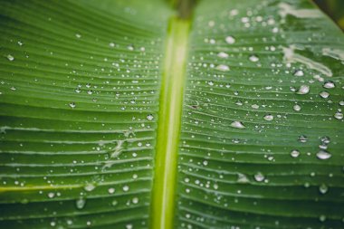 Yeşil yaprak üzerinde doğal arka plan yağmur damlaları