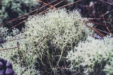 Doğal arka plan. ormanda çimenler üzerinde cladonia. kırsal, seyahat, doğa, arka plan, ağaç, doğa, yapraklar, çiçek, açık, orman, yaz.