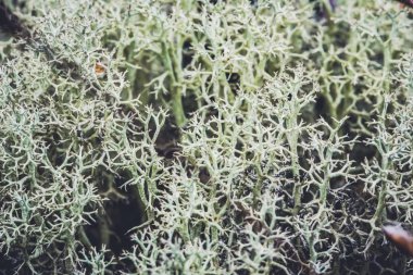 Doğal arka plan. ormanda çimenler üzerinde cladonia. kırsal, seyahat, doğa, arka plan, ağaç, doğa, yapraklar, çiçek, açık, orman, yaz.