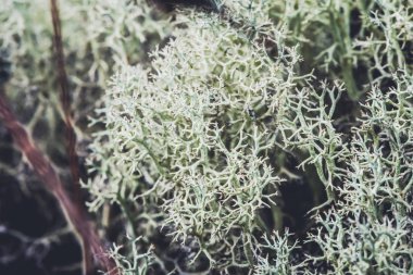 Doğal arka plan. ormanda çimenler üzerinde cladonia. kırsal, seyahat, doğa, arka plan, ağaç, doğa, yapraklar, çiçek, açık, orman, yaz.