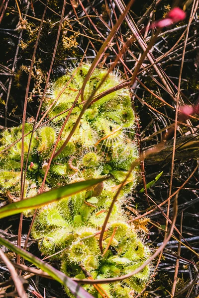 Natürliche background.flower drosera burmannii. Es gibt Tropfen auf den Kofferraum. Landschaft, Wald, Route, Sommer, Natur, im Freien, Blatt, Landschaft, Baum, Blume. — Stockfoto