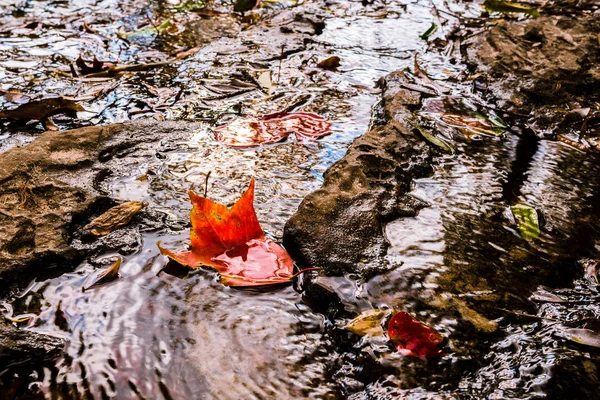 Přirozené pozadí. Javorový list plovoucí v vodopádu. krajina, Les, trasa, léto, příroda, venkovní, listová, krajina, cestování Thajsko. — Stock fotografie