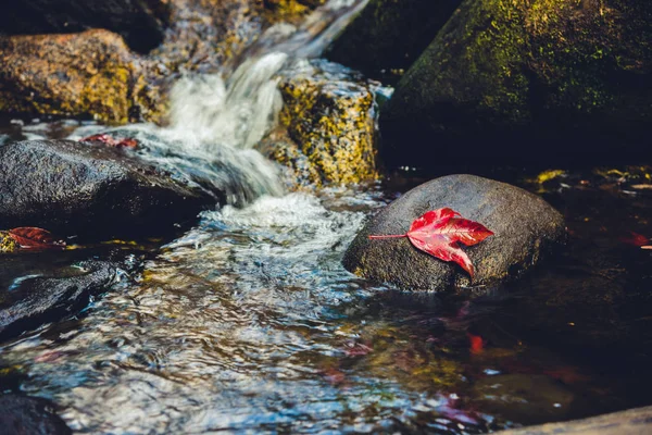 Přirozené pozadí. Javorový listí na skalách u vodopádu. — Stock fotografie