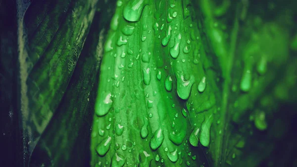 自然背景雨滴在绿叶上 — 图库照片