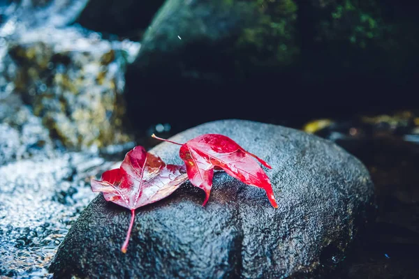 Přirozené pozadí. Javorový listí na skalách u vodopádu. — Stock fotografie