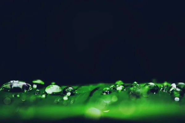 Green leaf with waterdrops after rain - Stock Image - Everypixel