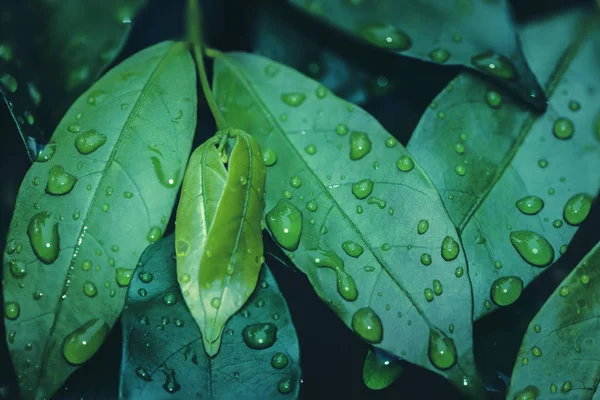 自然背景雨滴在绿叶上 — 图库照片