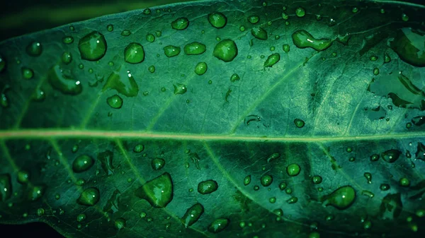 Gotas de lluvia de fondo natural sobre la hoja verde — Foto de Stock