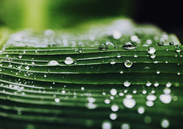 Gotas de lluvia de fondo natural sobre la hoja verde — Foto de Stock