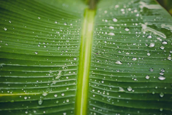Yeşil yaprak üzerinde doğal arka plan yağmur damlaları