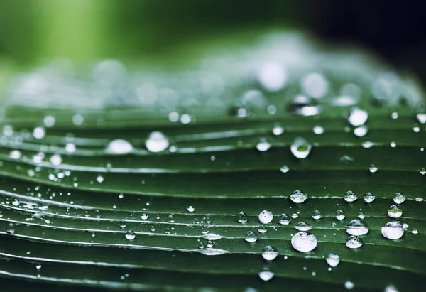 Gotas de lluvia de fondo natural sobre la hoja verde — Foto de Stock