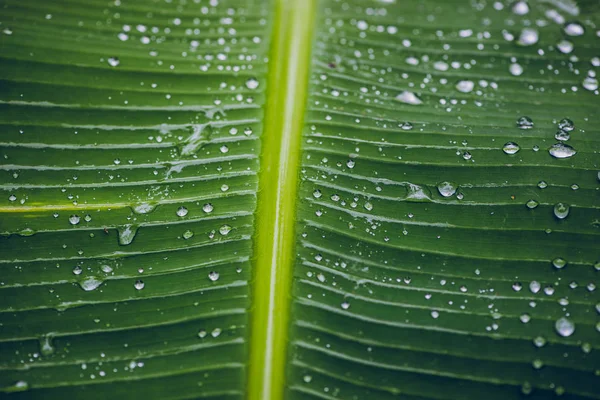 Yeşil yaprak üzerinde doğal arka plan yağmur damlaları. arka plan, ağaç, doğa, yeşil, yapraklar.