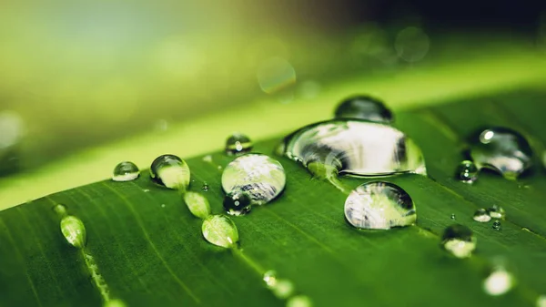 Gotas de lluvia de fondo natural sobre la hoja verde. fondo, árbol, naturaleza, verde, hojas . — Foto de Stock