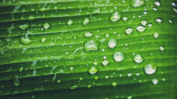 Естественные капли дождя на зеленый лист. фон, дерево, природа, зеленый, листья . — стоковое фото