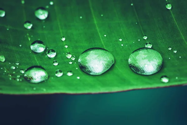Естественные капли дождя на зеленый лист. фон, дерево, природа, зеленый, листья . — стоковое фото