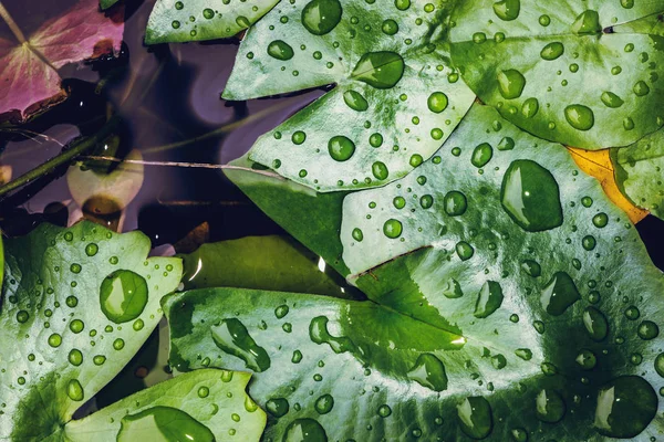 Gotas de lluvia de fondo natural sobre la hoja verde. fondo, árbol, naturaleza, verde, hojas . — Foto de Stock