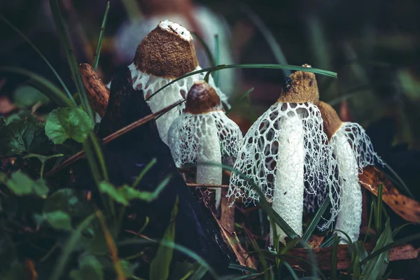 Bitkiler vahşi doğada gelişirler. Bambu Mantarı