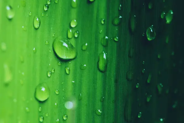 Gotas de lluvia de fondo natural sobre la hoja verde. fondo, árbol, naturaleza, verde, hojas . — Foto de Stock