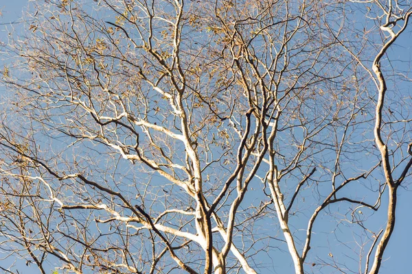 Přirozený strom pozadí větve podzim. Pozadí je nebe. — Stock fotografie