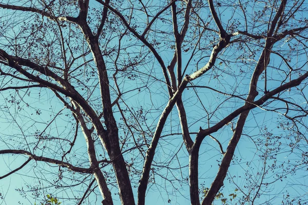 Přirozený strom pozadí větve podzim. Pozadí je nebe. příroda, národní, zázemí, Les, krajina, krajina, Hora. — Stock fotografie