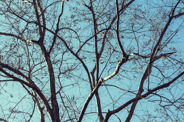 Přirozený strom pozadí větve podzim. Pozadí je nebe. příroda, národní, zázemí, Les, krajina, krajina, Hora. — Stock fotografie