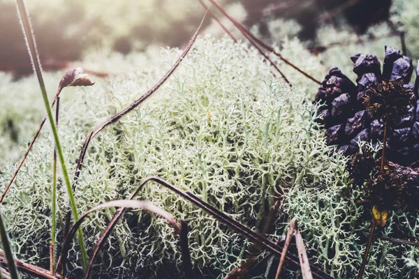 Fondo natural. cladonia en la hierba en el bosque. paisaje, recorrido, naturaleza, fondo, árbol, naturaleza, hojas, flor, exterior, bosque, verano . — Foto de Stock