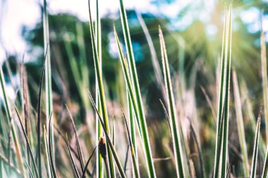Doğal arka plan. Tam çerçevenin üstündeki renkli çimenler. kırsal, seyahat, doğa, arka plan, ağaç, doğa, yapraklar, çiçek, açık, orman, yaz.