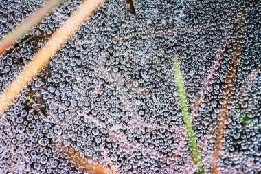 Doğal arka plan. Çiy sabah örümcek ağı atmosferine düşer. kırsal, seyahat, doğa, arka plan, ağaç, doğa, yapraklar, çiçek, açık, orman, Su damla.