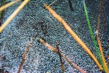 Doğal arka plan. Çiy sabah örümcek ağı atmosferine düşer. kırsal, seyahat, doğa, arka plan, ağaç, doğa, yapraklar, çiçek, açık, orman, Su damla.