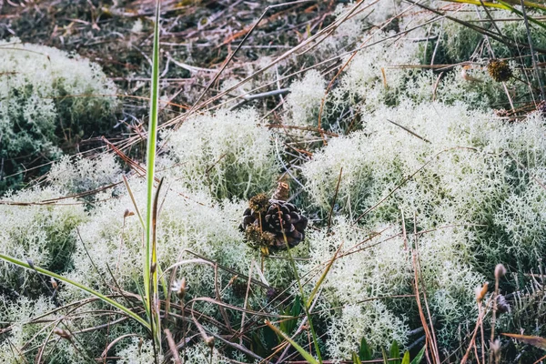 Natürlicher Hintergrund. Cladonia auf dem Gras im Wald. Landschaft, Reisen, Natur, Hintergrund, Baum, Natur, Blätter, Blume, im Freien, Wald, Sommer. — Stockfoto