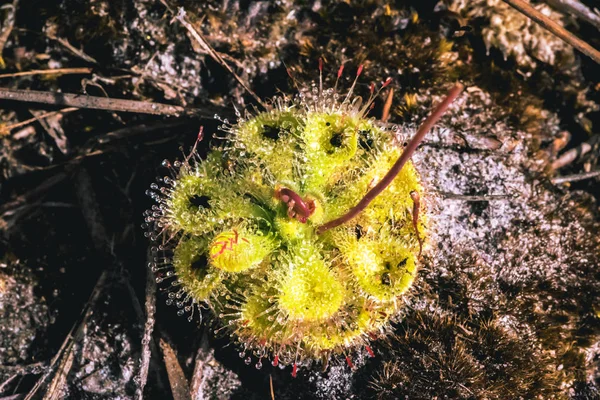 Fundo natural.Flor Drosera burmannii. Há gotas no porta-malas. campo, viajar, na natureza, fundo, árvore, na natureza, folhas, flor, outdoor, floresta, gota de água . — Fotografia de Stock